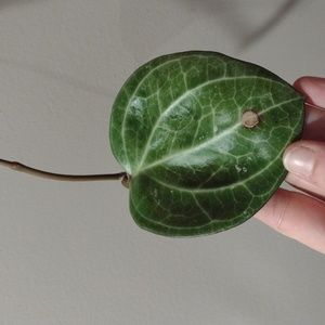 Hoya Sarawak unrooted cutting